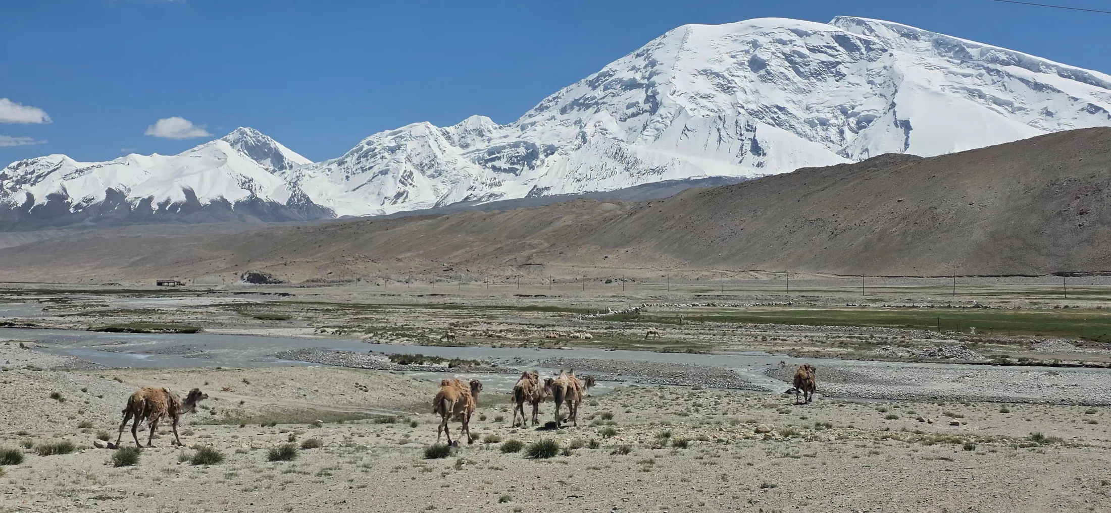 Bactrian camels crossing a broad river valley beneath snow-covered Pamir mountains.