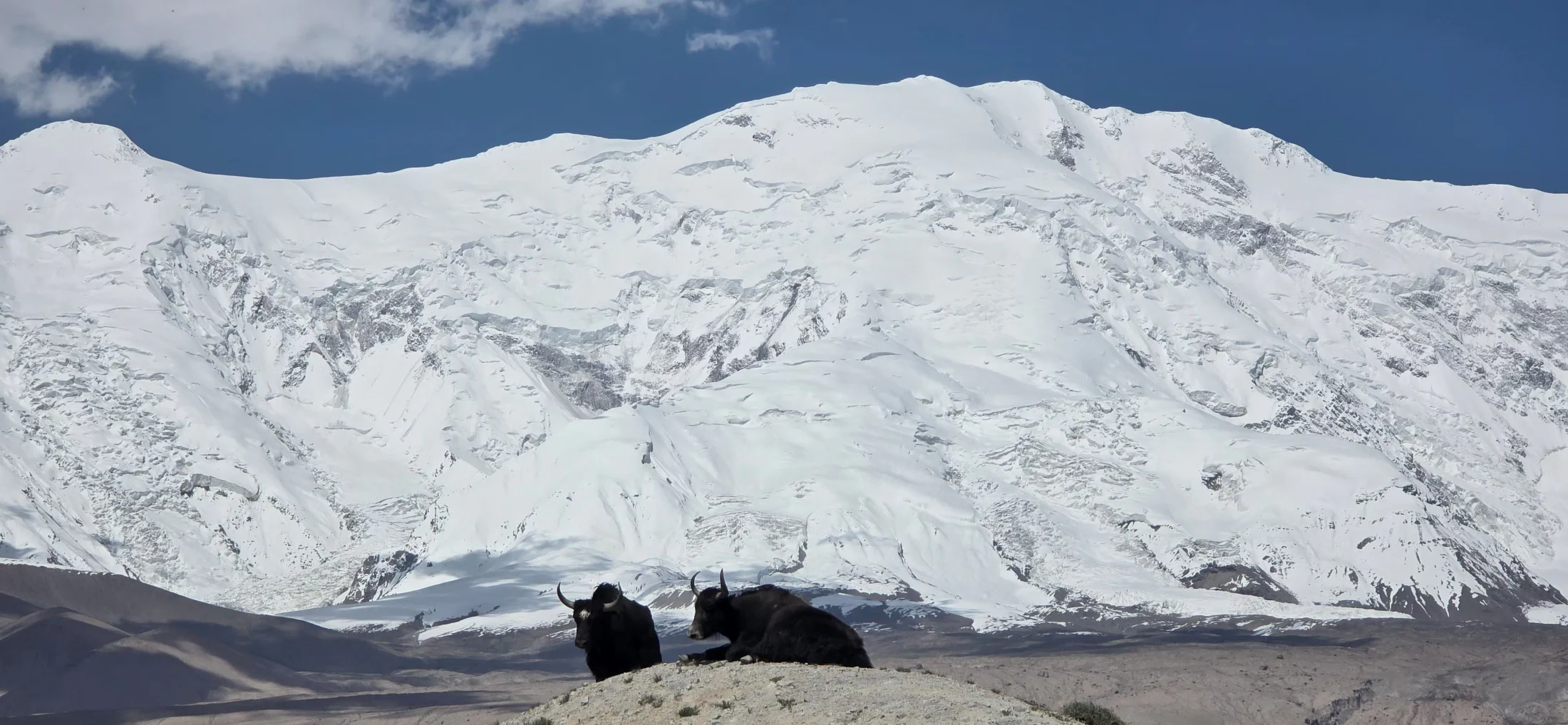 Two black yaks resting below the glacier-covered face of Muztagh Ata.