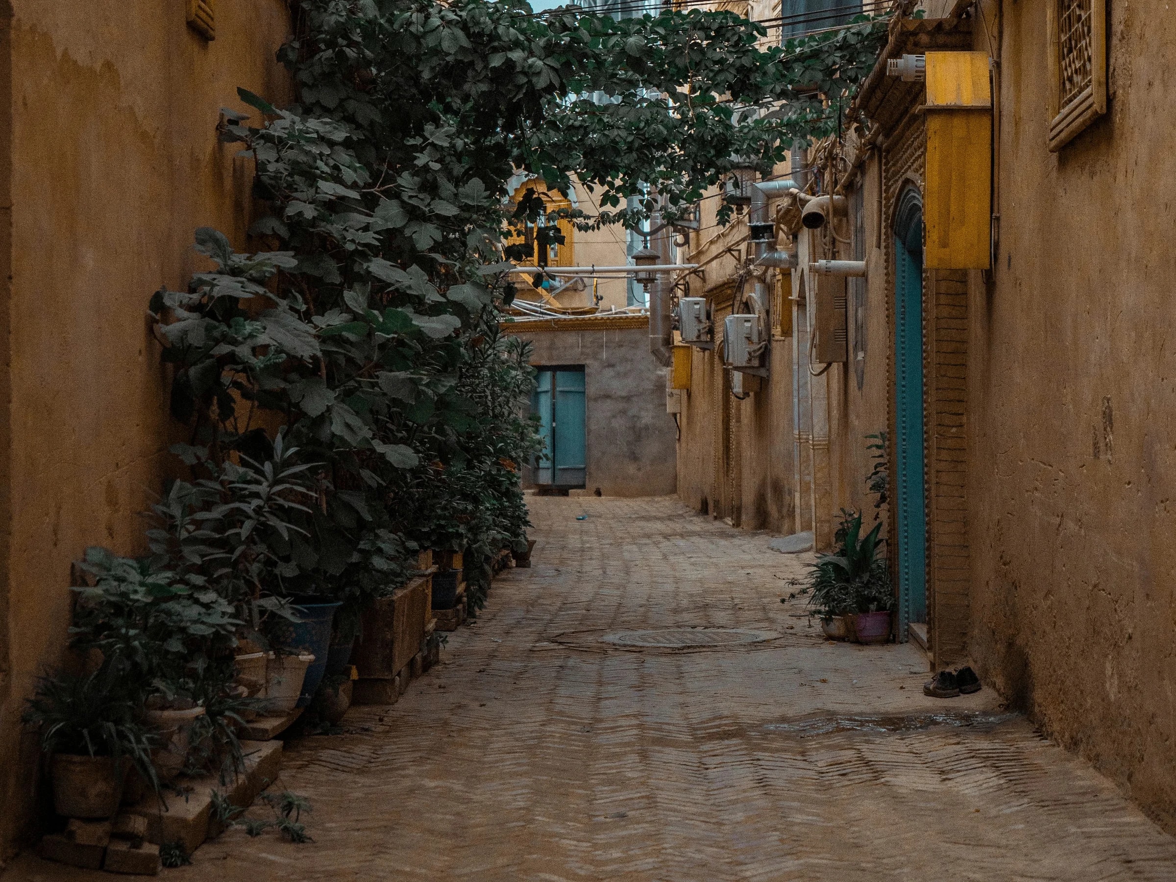 Climbing plants and ochre walls framing a quiet stone-paved alley in Kashgar.